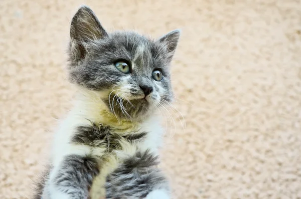 세계를 관찰 하는 귀여운 고양이 — 스톡 사진