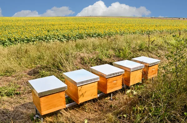 Beekeeping and honey production