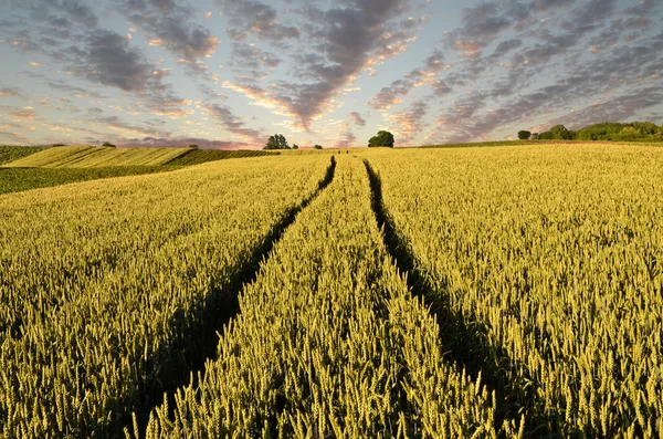 Pistes de tracteur dans le champ de blé au crépuscule — Photo