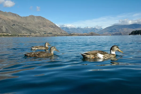 Três patos no lago Wanaka — Fotografia de Stock