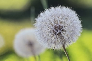 Olgun dandelions, kır çiçekleri