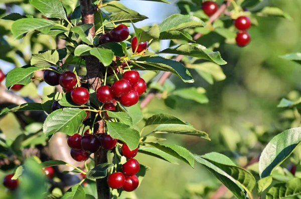 Kirschgarten in Europa — Stockfoto