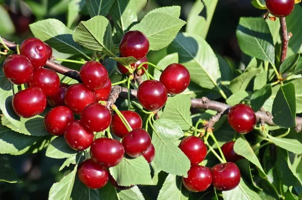 Kirschgarten in Europa — Stockfoto