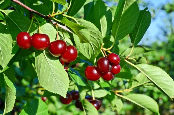 Kirschgarten in Europa — Stockfoto