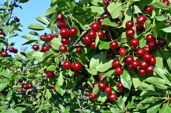 Kirschgarten in Europa — Stockfoto