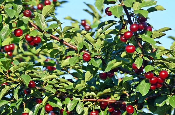 Kirschgarten in Europa — Stockfoto