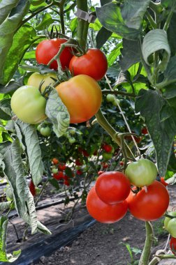 Serada domates yetiştiriyor.