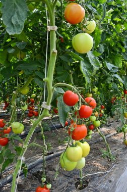 Serada domates yetiştiriyor.