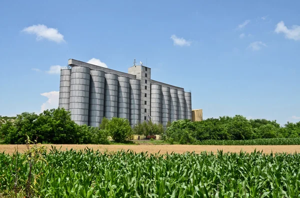 Cornfield et silos — Photo