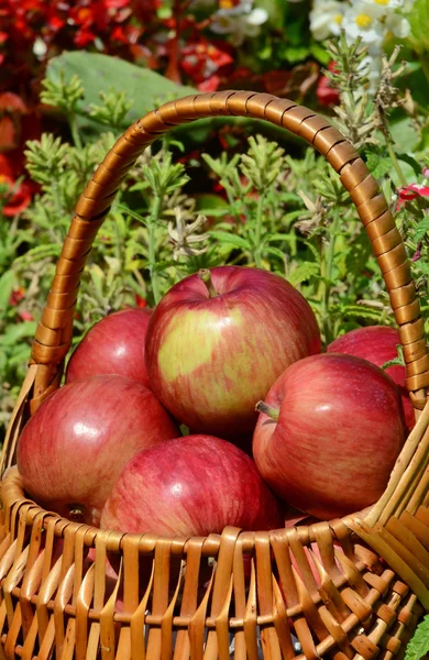 Red delicious apples — Stock Photo, Image