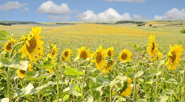 Riesiges Sonnenblumenfeld — Stockfoto