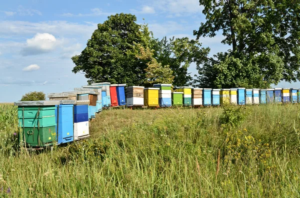 Виробництво бджільництва та меду — стокове фото