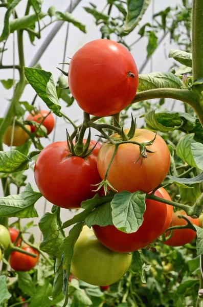 Выращивание помидоров в теплице — стоковое фото