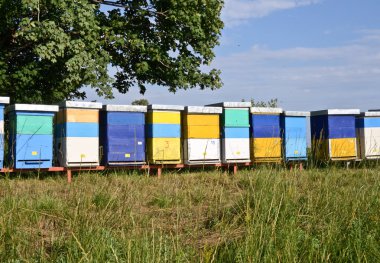 Arıcılık ve bal üretimi