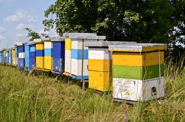 Beekeeping and honey production