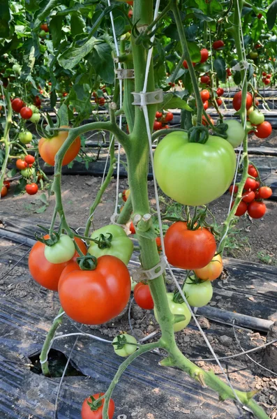 Odling av tomater i växthus — Stockfoto