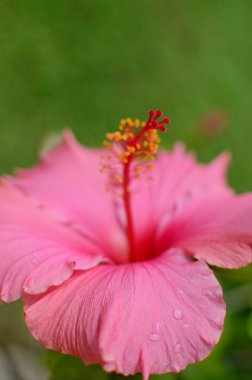 güzel hibiscus çiçek