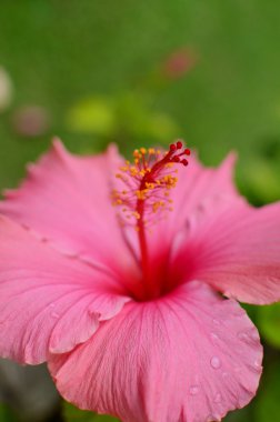 güzel hibiscus çiçek