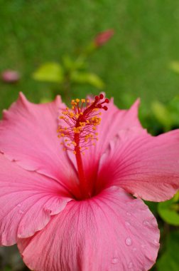 güzel hibiscus çiçek