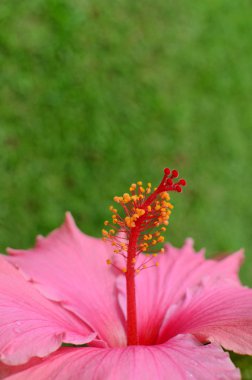 Pembe Başörtüsü Çiçeği 