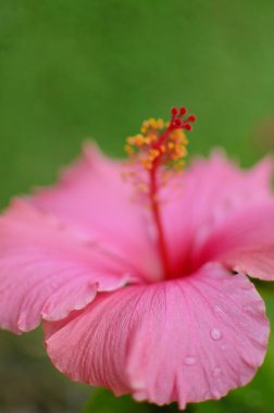 Pembe Başörtüsü Çiçeği 