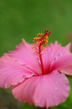 Pembe Başörtüsü Çiçeği 