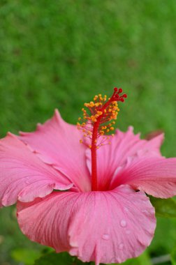 Pembe Başörtüsü Çiçeği 