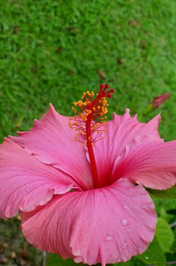 Pembe Başörtüsü Çiçeği 