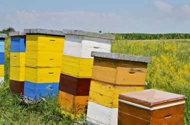 Arıcılık ve bal üretimi