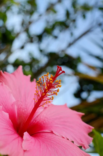 Rosa Hibiskusblüte — Stockfoto