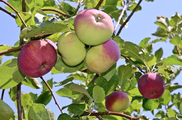Яблоки в саду Стоковое Фото