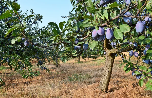 Frutteto di prugne in Serbia — Foto Stock