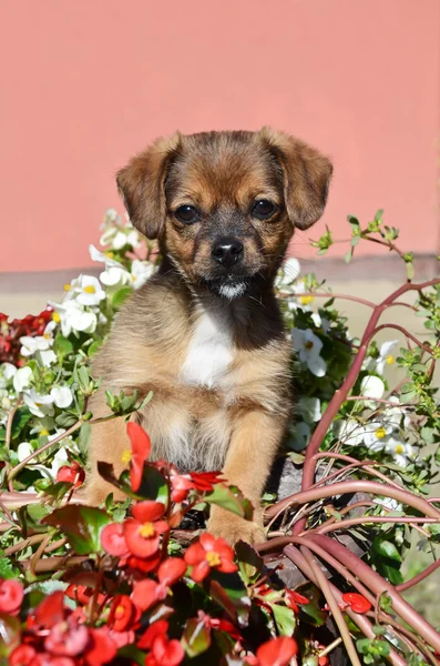 Cute puppy in flowers — Stock Photo, Image