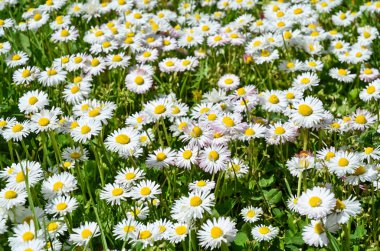 Baharda papatya çiçeği