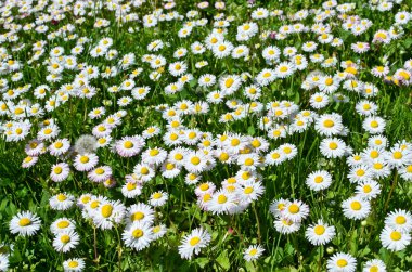 Baharda papatya çiçeği