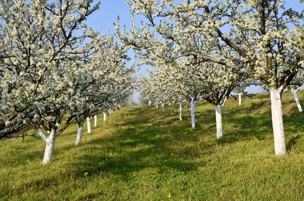 Small plum orchard in spring