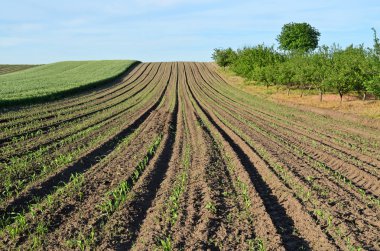 Bahar işledim alanı