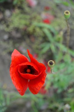 haşhaş çiçekleri ve tomurcukları 