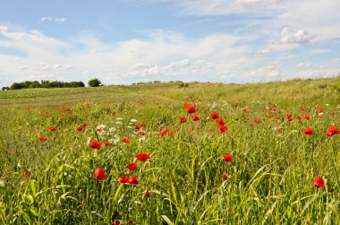 Büyük buğday alanı 