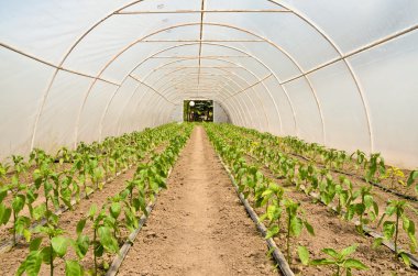 Sera içinde büyüyen capsicums