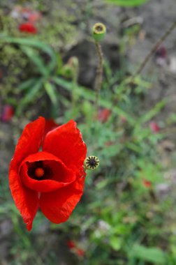 haşhaş çiçekleri ve tomurcukları