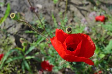 haşhaş çiçekleri ve tomurcukları