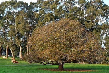 Parkta otlayan inekler