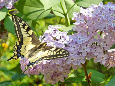 Bir leylak üzerinde büyük kelebek