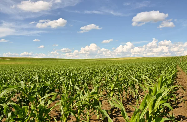 Junges Maisfeld im Frühling — Stockfoto