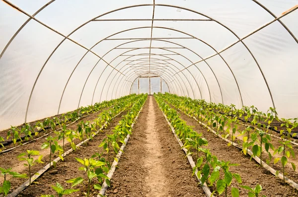 Sera içinde büyüyen capsicums