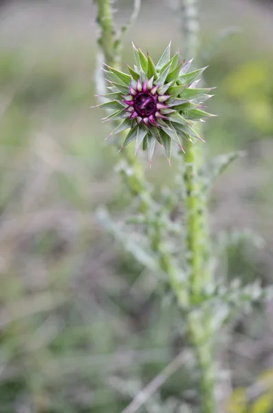 Wilde bloemen in Europa — Stockfoto