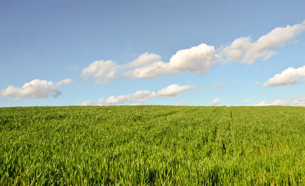 Wheat field in early spring — Stock Photo, Image