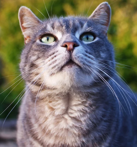 Grote grijze kater Stockfoto