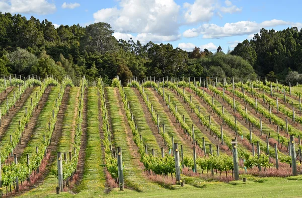 Виноградники Новой Зеландии Стоковая Картинка